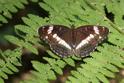 IMG_6433_White_Admiral.JPG